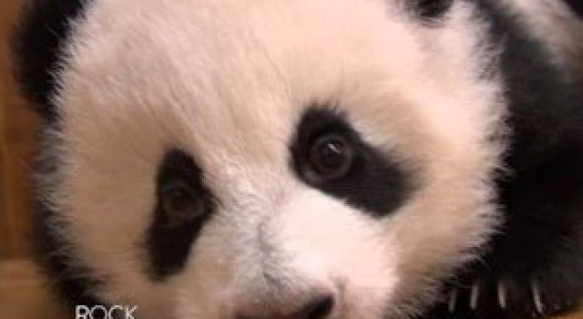 Video: Cum invata puii de panda sa mearga