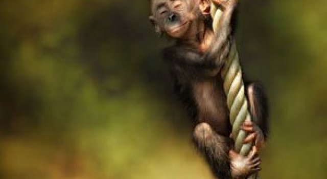 Cele mai simpatice animale de pe 500px