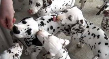 Video: Dalmatieni cu unt de arahide