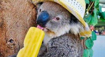 10 ursi koala adorabili