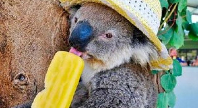 10 ursi koala adorabili