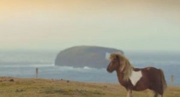 Video: Poneiul care danseaza ca Michael Jackson