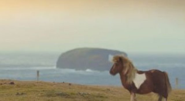Video: Poneiul care danseaza ca Michael Jackson