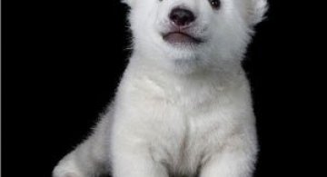 Luna, cea mai simpatica ursoaica