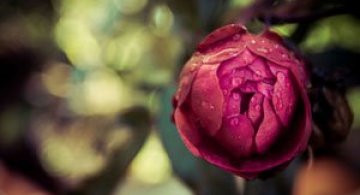 Flori, fructe si feline de Sandra Shore