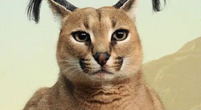 Pisicile caracal sunt foarte simpatice
