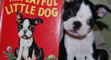 11 animale simpatice fata-n fata cu dublurile lor