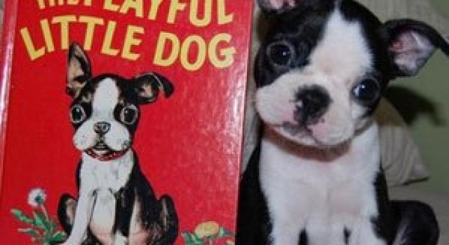 11 animale simpatice fata-n fata cu dublurile lor