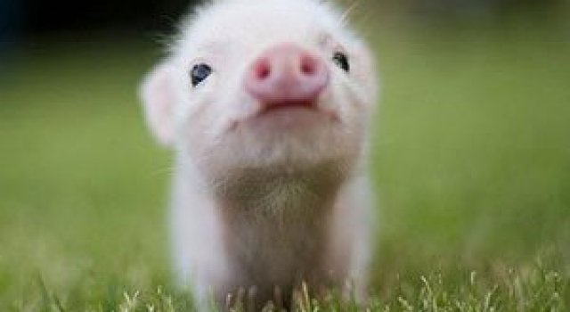 15 pui de animale bucurosi de primavara