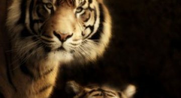 Portrete de animale umanizate, de Cally Whitham