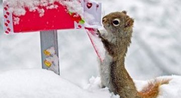 Mici aventuri cu veverite, de Nancy Rose