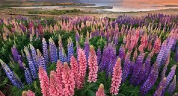 Lupin inflorit la Lacul Tekapo, Noua Zeelanda