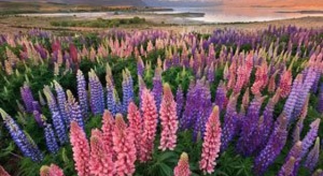 Lupin inflorit la Lacul Tekapo, Noua Zeelanda