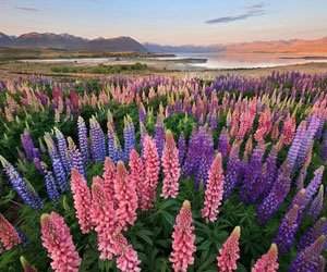Lupin inflorit la Lacul Tekapo, Noua Zeelanda
