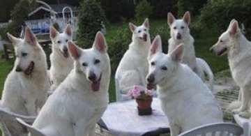 Invazia animalelor: 15 poze adorabile