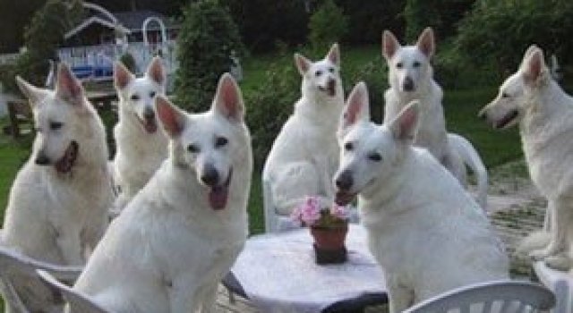 Invazia animalelor: 15 poze adorabile