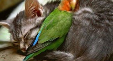 15 poze cu animale si imbratisari