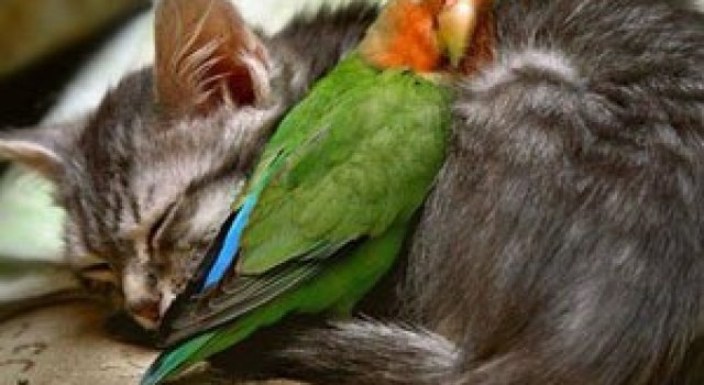 15 poze cu animale si imbratisari