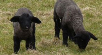 Oile care tund iarba la Paris