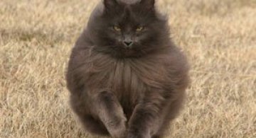 Sygmond, cel mai maiestuos motan