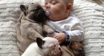 Bebelusul si bulldogii francezi