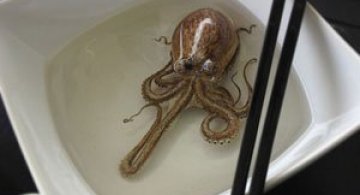 Supa de caracatita sau sculpturi hiper-realiste?
