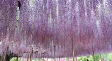 O umbrela de flori din Japonia