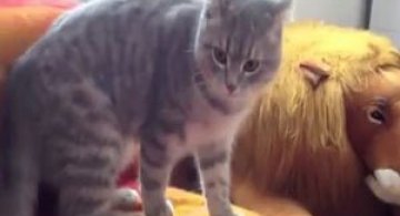 Video: Pisica ninja ataca!