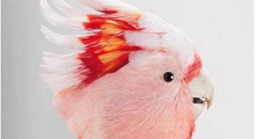 Portrete superbe de pasari, de Leila Jeffreys