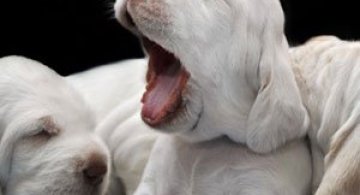 Catei abia nascuti, de Traer Scott