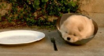 Video: Cum evadeaza un catel dintr-un bol?