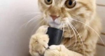 Video: Pisica obsedata de aspirator