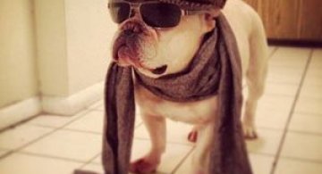 10 bulldogi cu multa personalitate