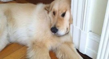 10 caini care n-au vrut sa se trezeasca din somn