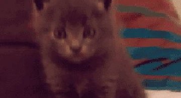 12 animatii haioase cu animale socate