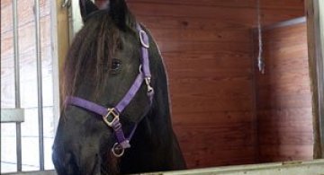 Video: Cea mai inteligenta iapa din lume