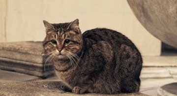 Gli, motanul de la Hagia Sophia