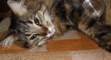 Video: Pisoiul biped in actiune!