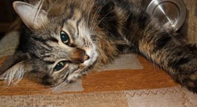 Video: Pisoiul biped in actiune!