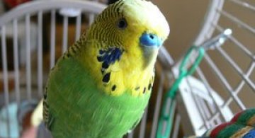 Video: Papagalul vorbaret, Disco