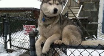 15 animale cu atitudine!