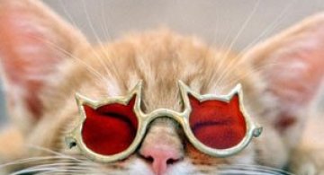 12 animalute care abia asteapta sa vina vara