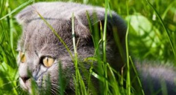 Video: Jucaria solara pentru pisici