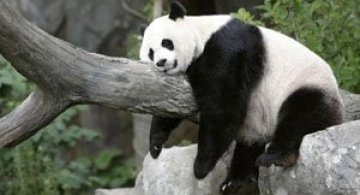 Viata unui urs panda e o mare vacanta!