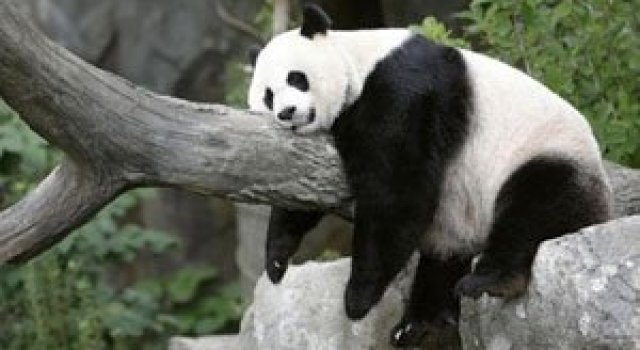 Viata unui urs panda e o mare vacanta!