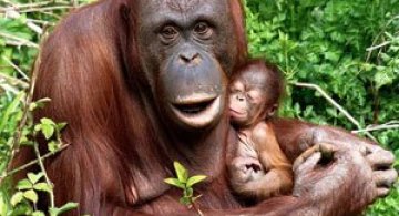 Mama si puiul urangutan, extrem de umani