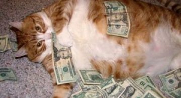 12 pisici prea rasfatate