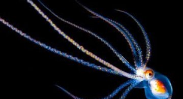 Fascinatia adancurilor: Animale marine fosforescente