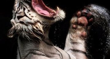 Fascinantii tigri bengalezi la ora mesei