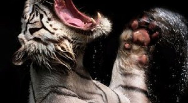 Fascinantii tigri bengalezi la ora mesei
